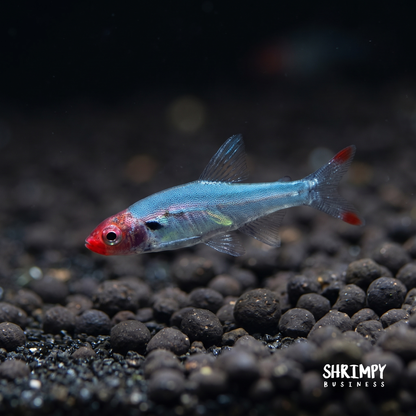 Rummynose Rasbora