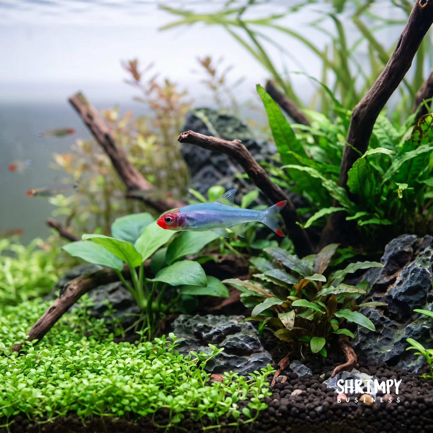 Rummynose Rasbora