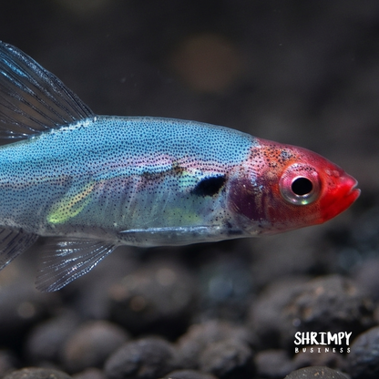 Rummynose Rasbora