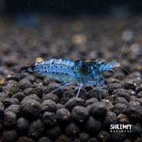Carbon Rili Shrimp