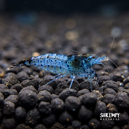 Carbon Rili Shrimp