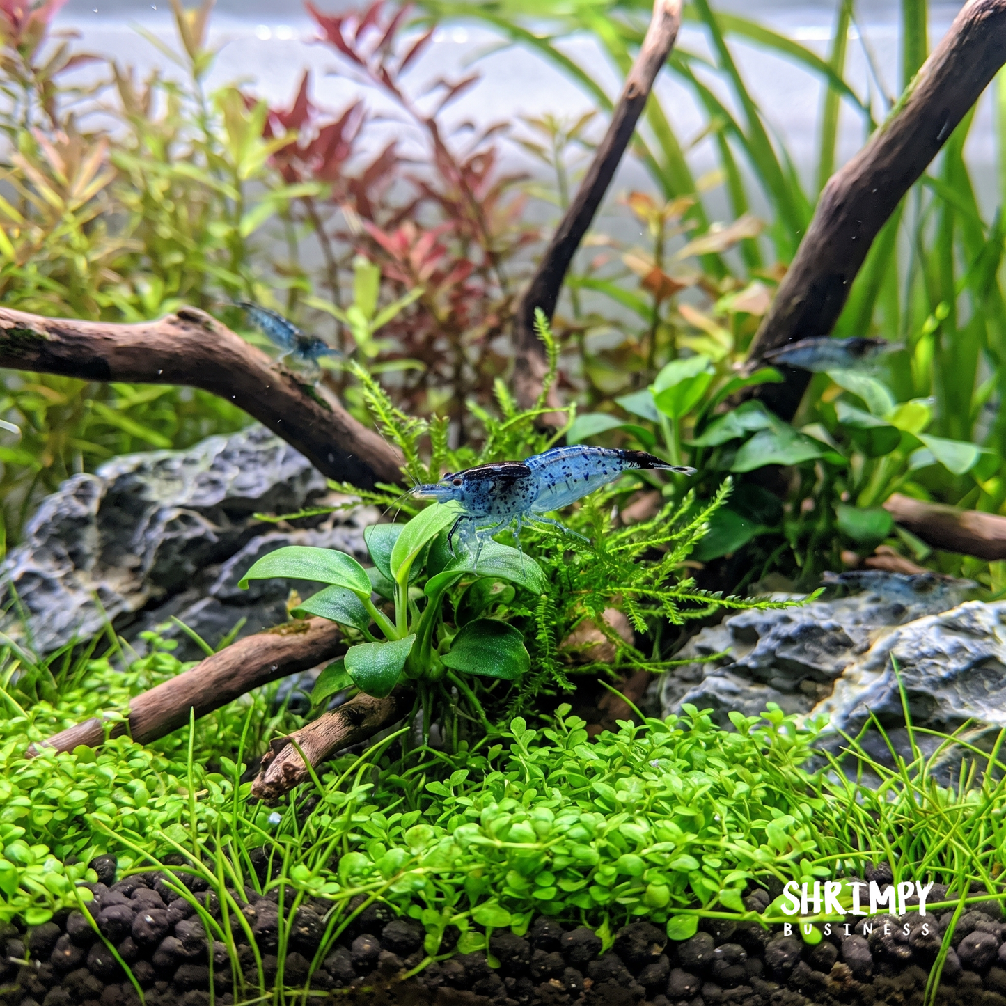 Carbon Rili Shrimp