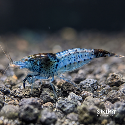Carbon Rili Shrimp