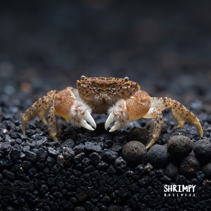 Freshwater Pom Pom Crab