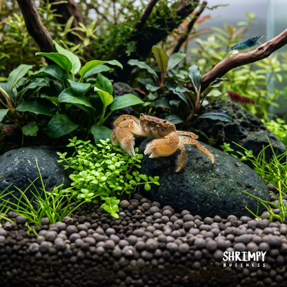 Freshwater Pom Pom Crab