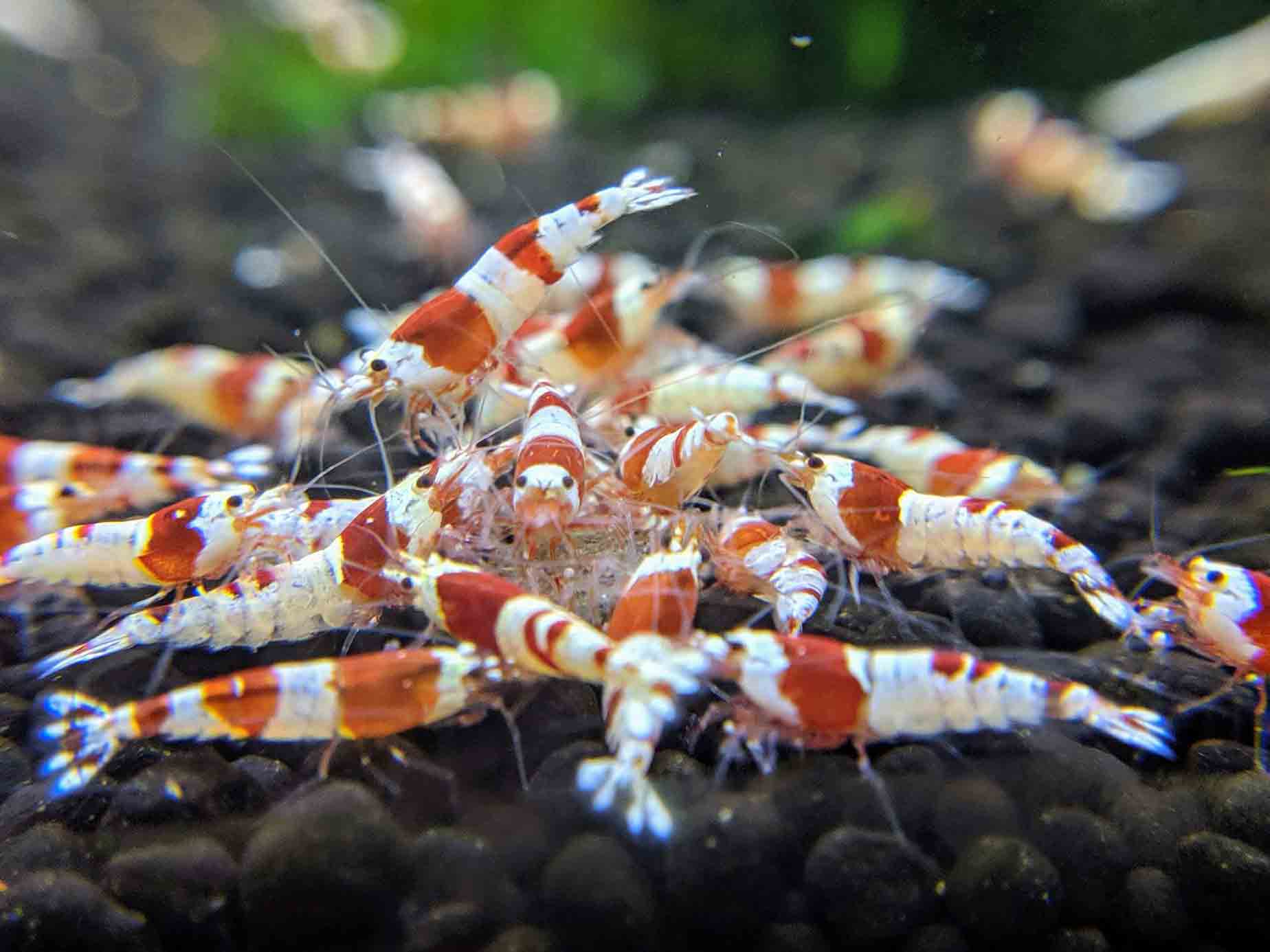 Caridina Shrimp Add Color To Your Aquarium caridina-shrimp-add-color-to-your-aquarium