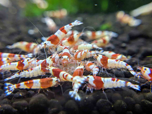 Red crystal shrimp.