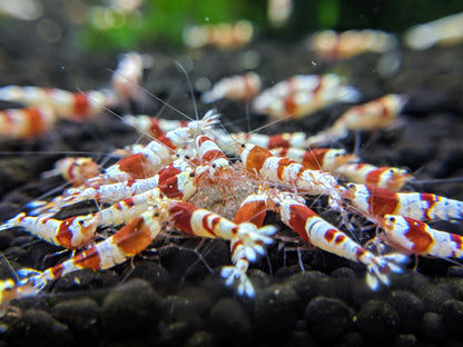 Crystal red shrimp.