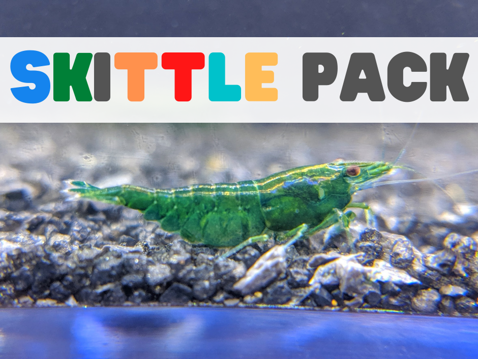 Neocaridina Shrimp Dive Into a World of Color