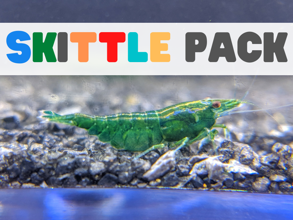 Neocaridina Skittle Pack