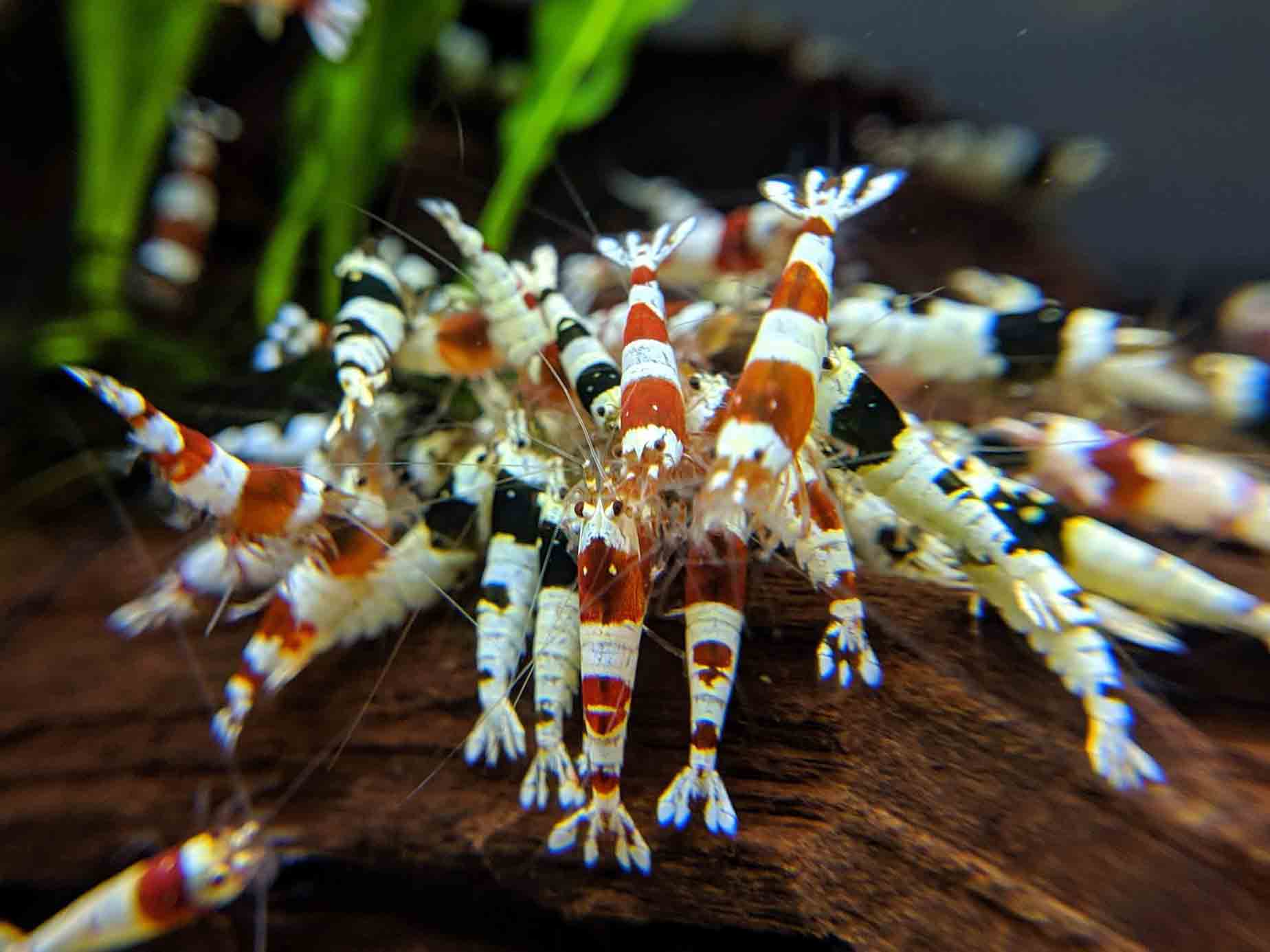 Crystal Shrimp Golden Bee Trio Pack (12 Shrimps) - shrimpy-business