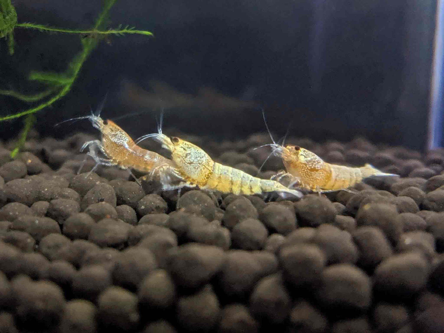 Crystal Shrimp Golden Bee Trio Pack (12 Shrimps) - shrimpy-business