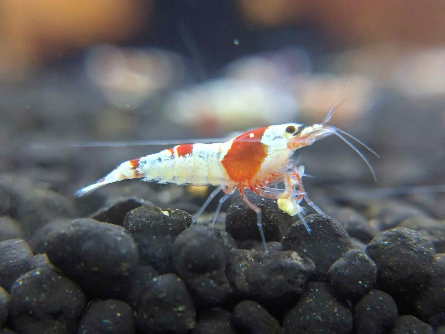 Buy the crystal red shrimp.
