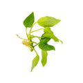 Anubias Nana Golden