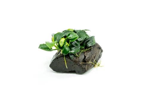 Anubias Attached to Driftwood