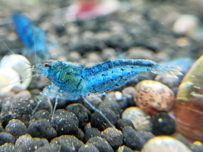 Aura Blue Tiger Shrimp