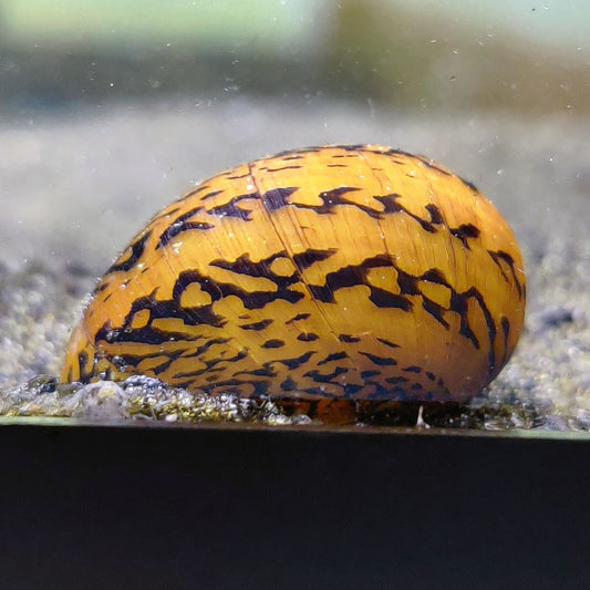 Batik Nerite Snail