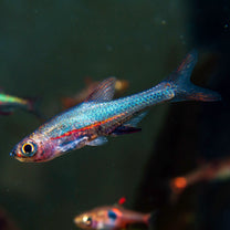 Blue Neon Rasbora