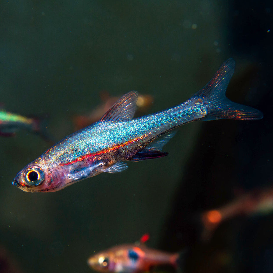 Colorful Rasboras for Sale | Nano-Friendly & Tank-Bred Beauties