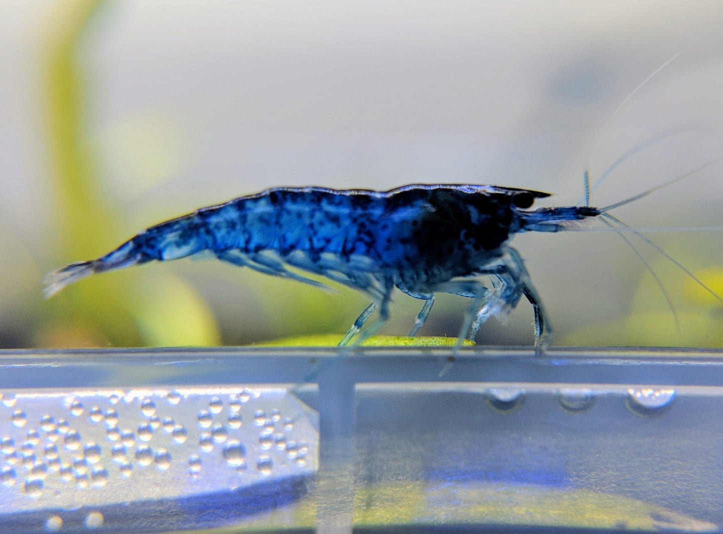 Beautiful blue dream shrimp.