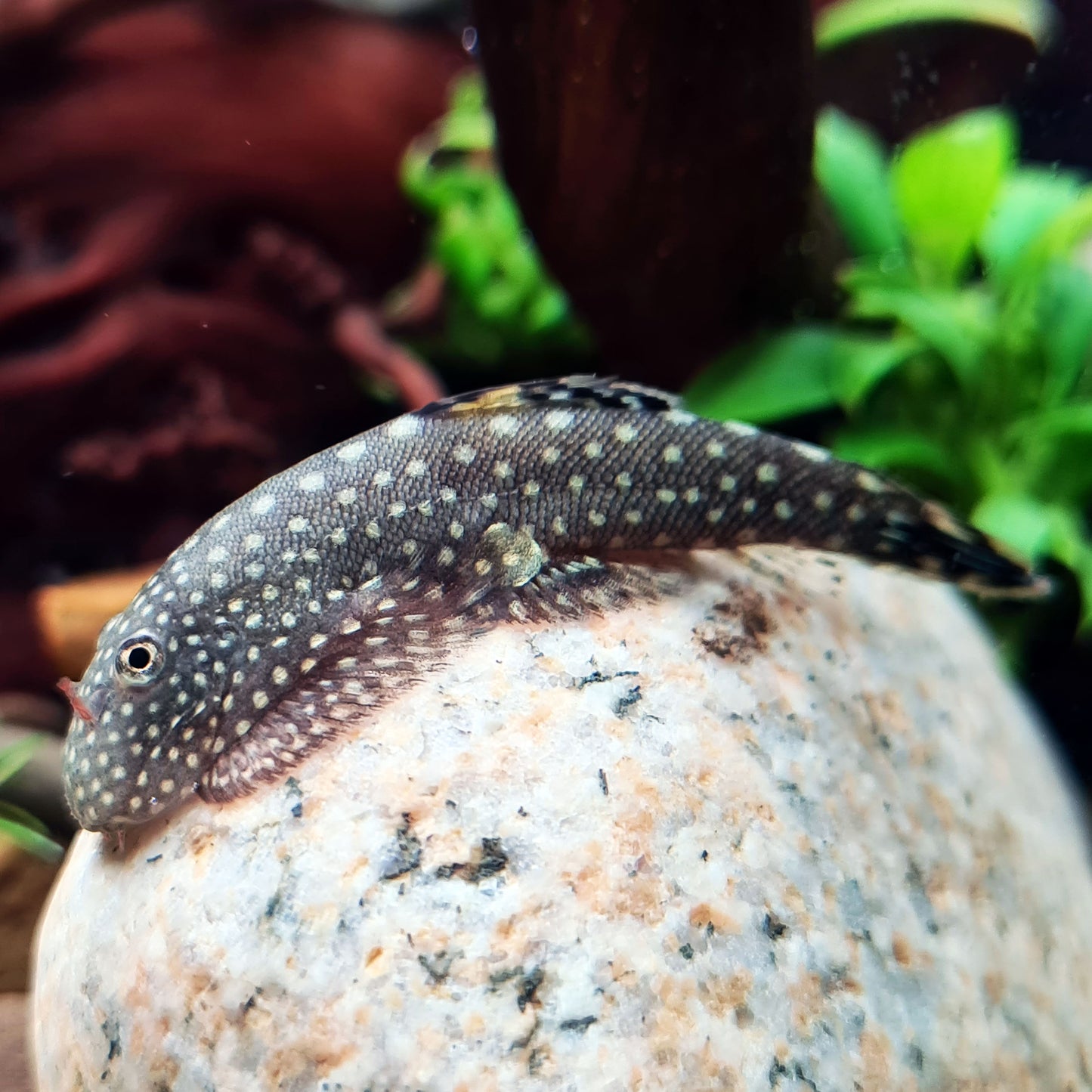 Hillstream Loach - Spotted Borneo Sucker