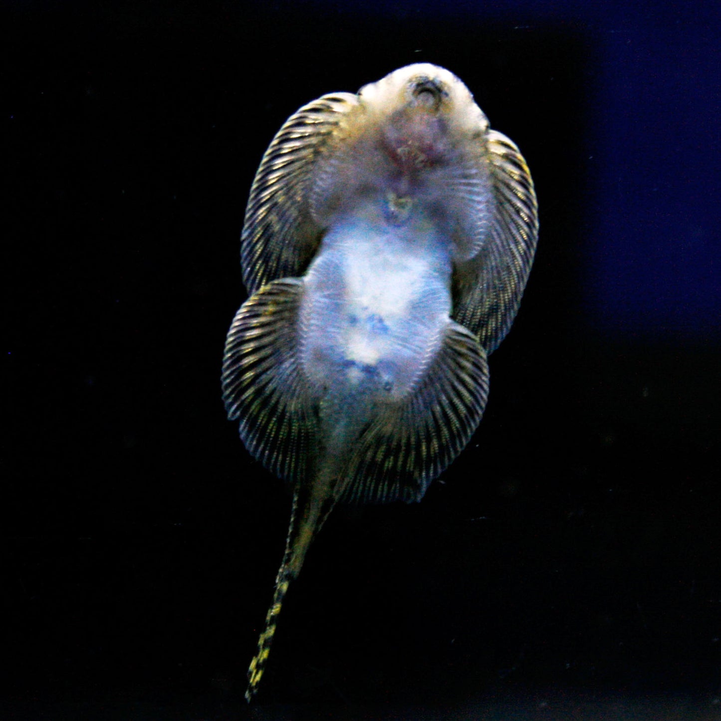 Hillstream Loach - Spotted Borneo Sucker