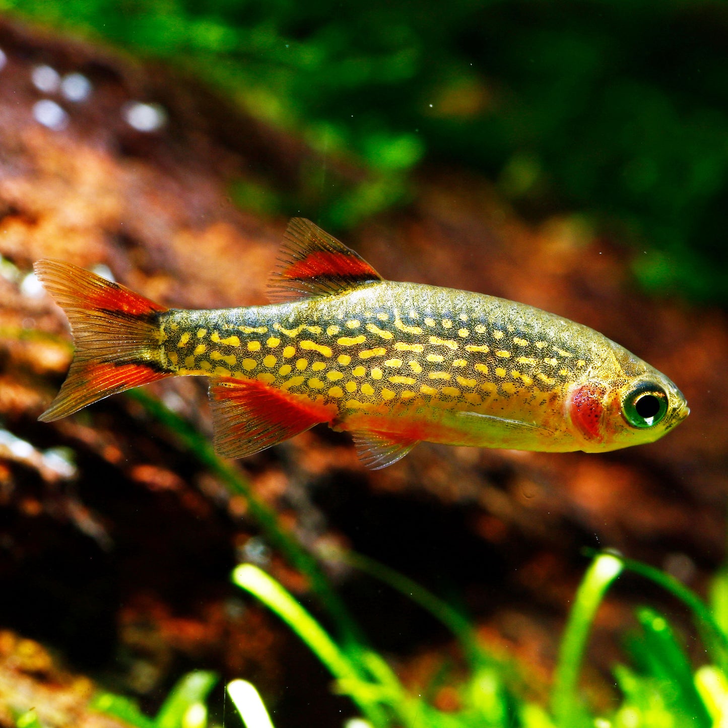 Celestial pearl danio.