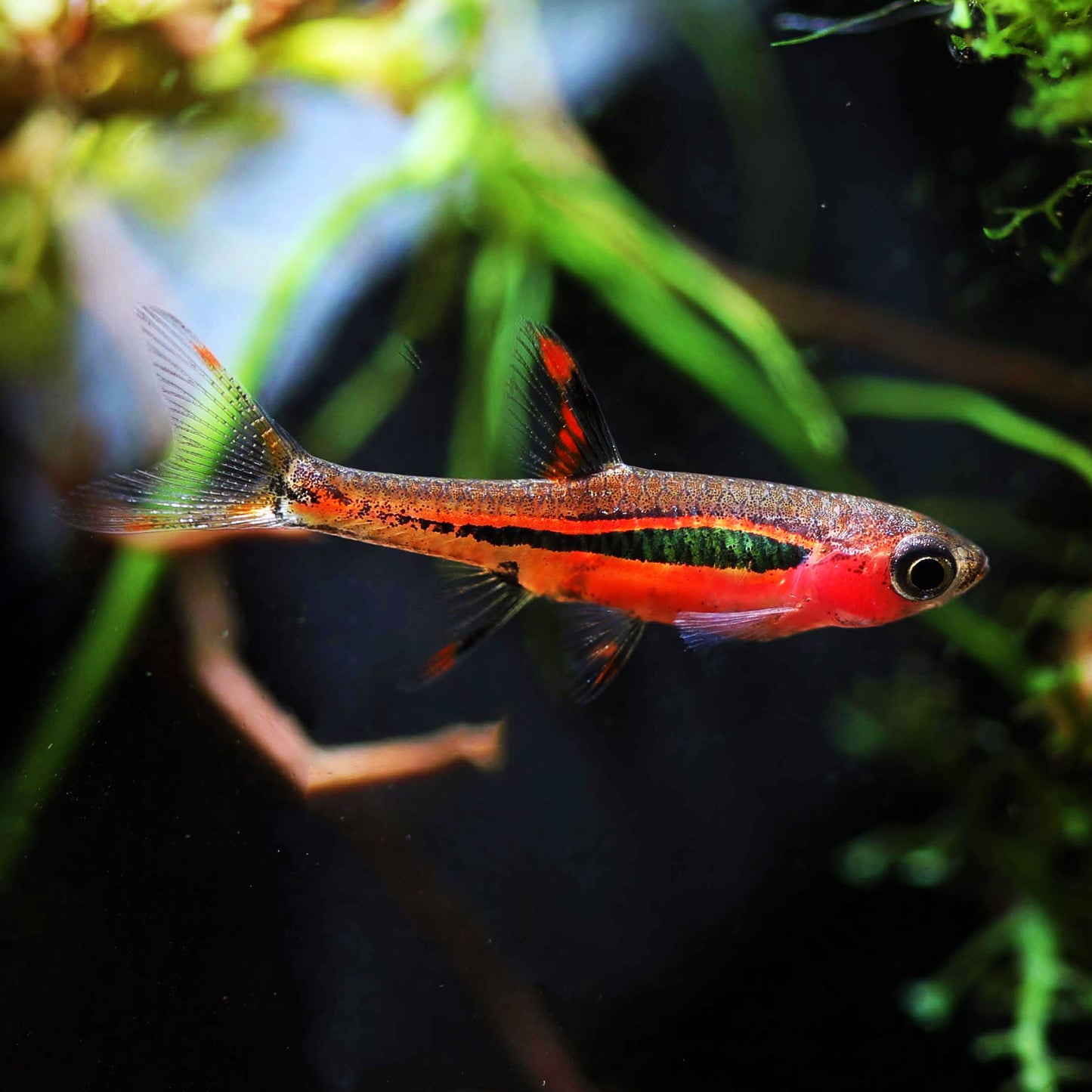 Chili Rasbora