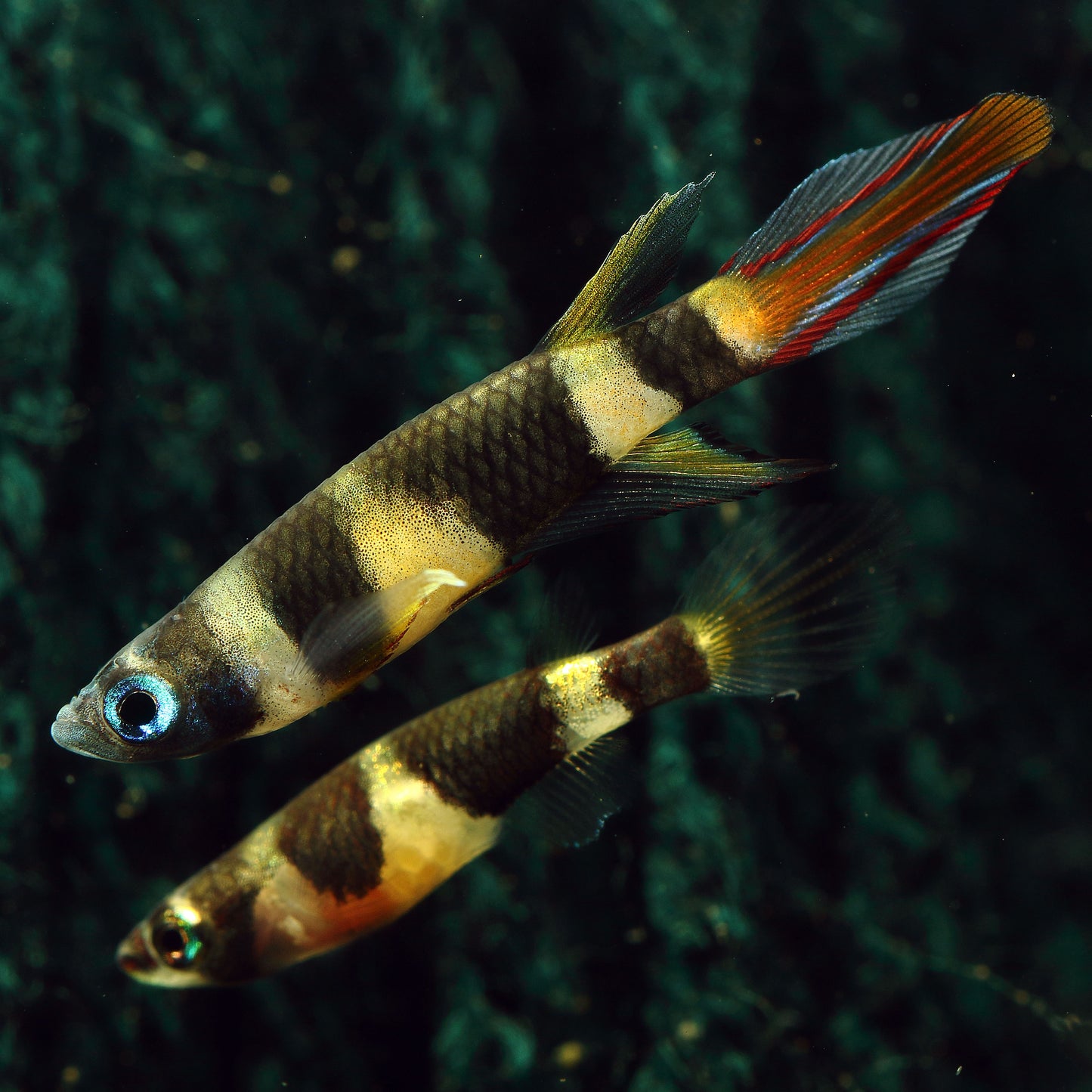 Clown Killifish  (Tank Bred)