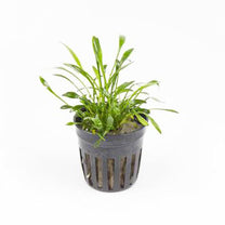 Cryptocoryne Parva