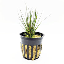 Dwarf Hair Grass