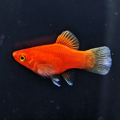 Dwarf Red Coral Platy