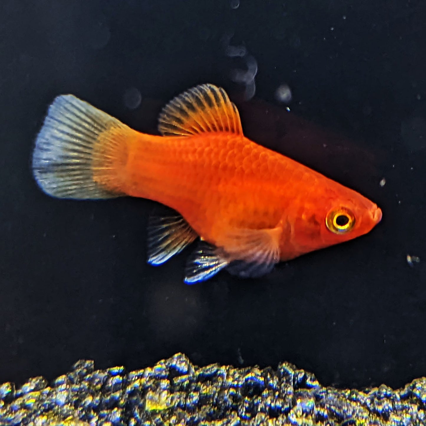 Dwarf Red Coral Platy