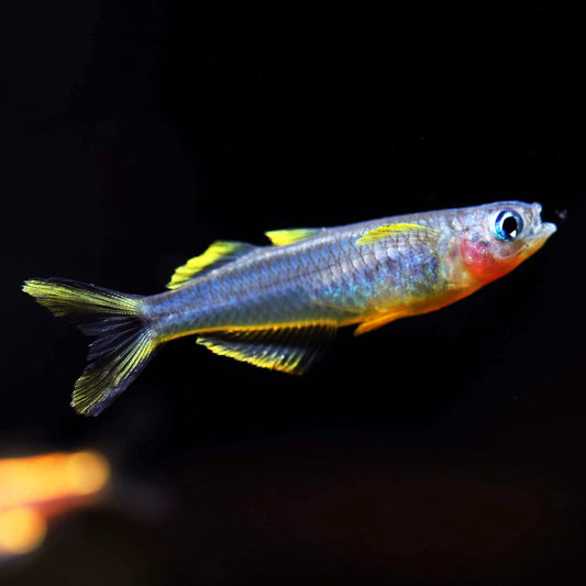 Blue Eye Forktail Rainbowfish (Tank-Bred)