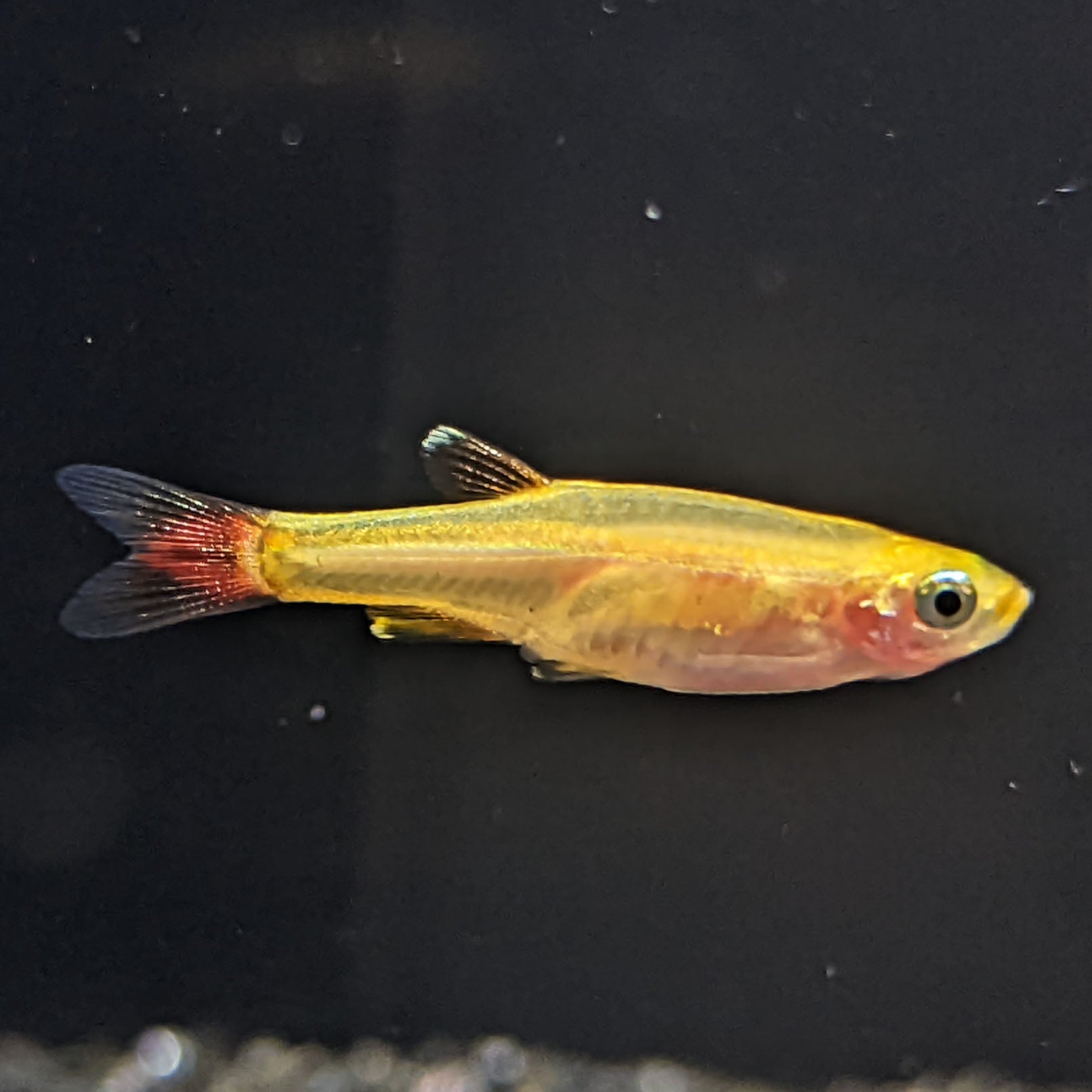 Gold white cloud Minnow - Shrimpy Business