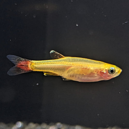 Gold white cloud Minnow - Shrimpy Business