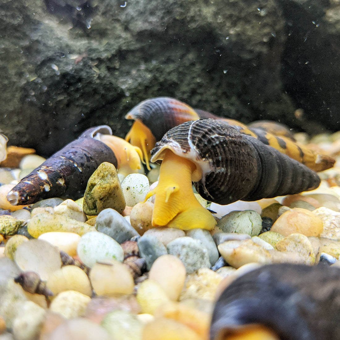 Gold Rabbit Snail | Ultimate Aquatic Glow Up | Shrimpy Business