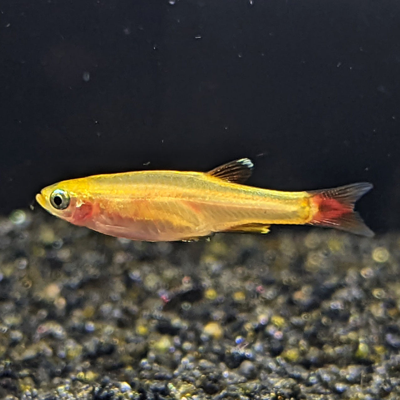 Gold white cloud Minnow - Shrimpy Business