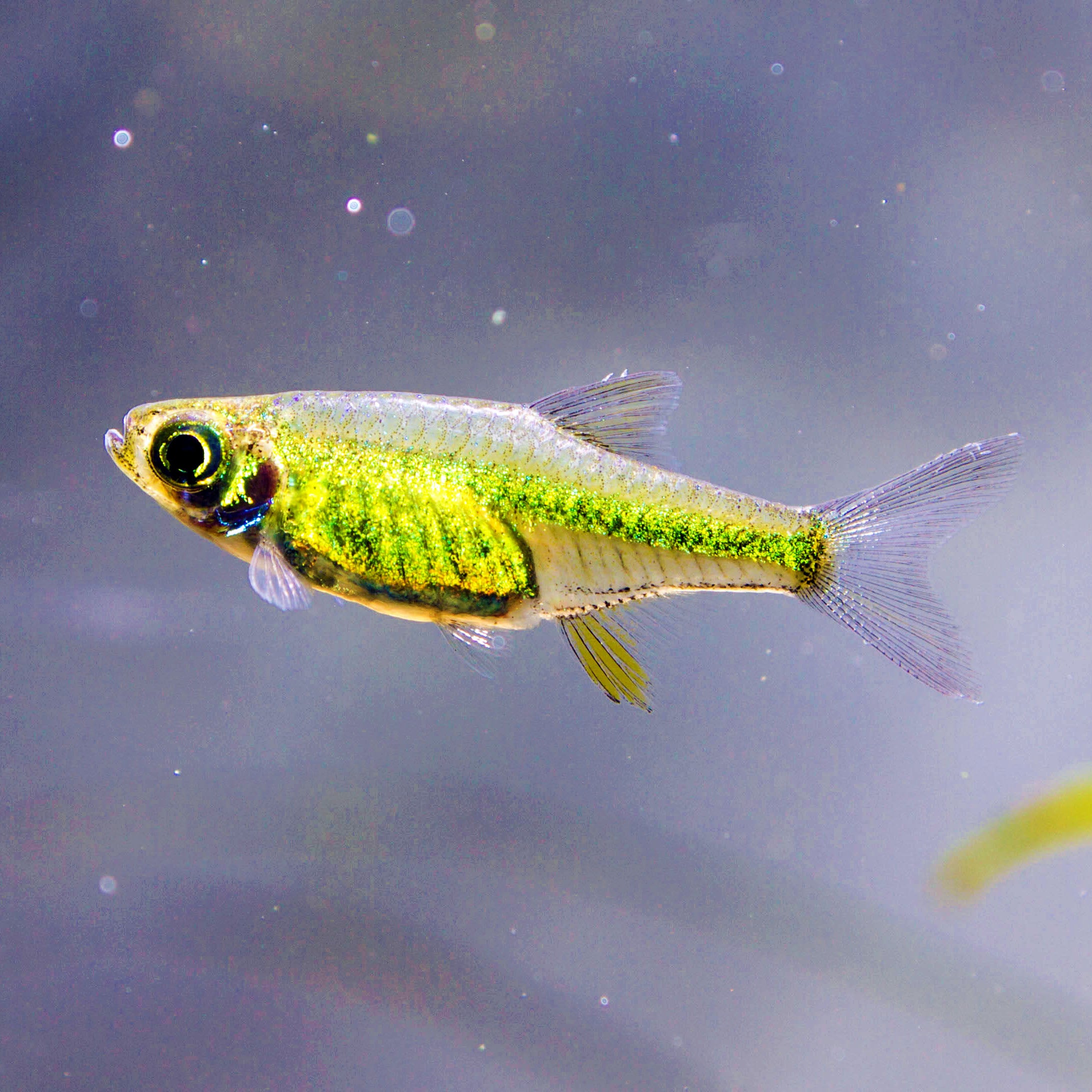 Green Neon Rasbora