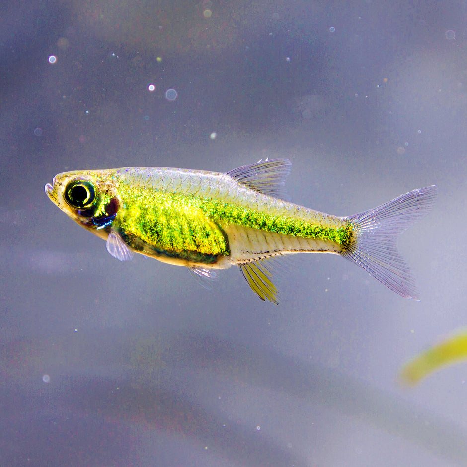 Colorful Rasboras for Sale | Nano-Friendly & Tank-Bred Beauties