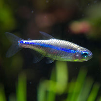 Green Neon Tetra (Tank-Bred)