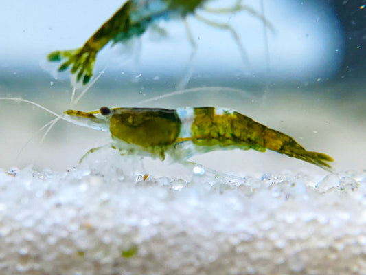 Green Rili Shrimp