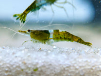 Green Rili Shrimp