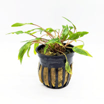 Cryptocoryne Wendtii (Green)