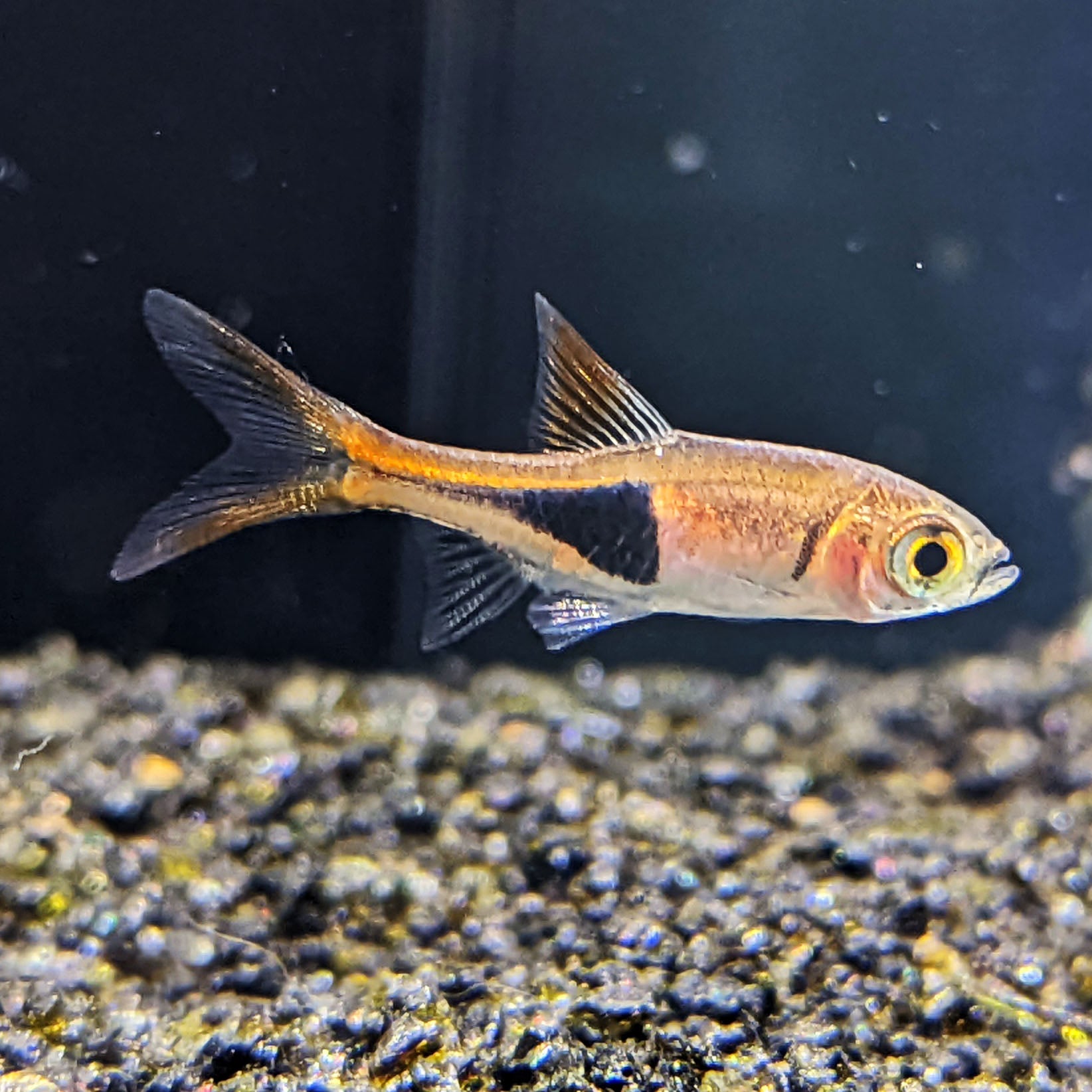 Harlequin Rasbora