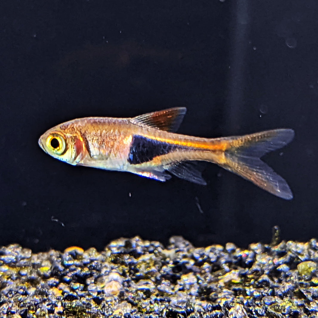 Colorful Rasboras for Sale | Nano-Friendly & Tank-Bred Beauties