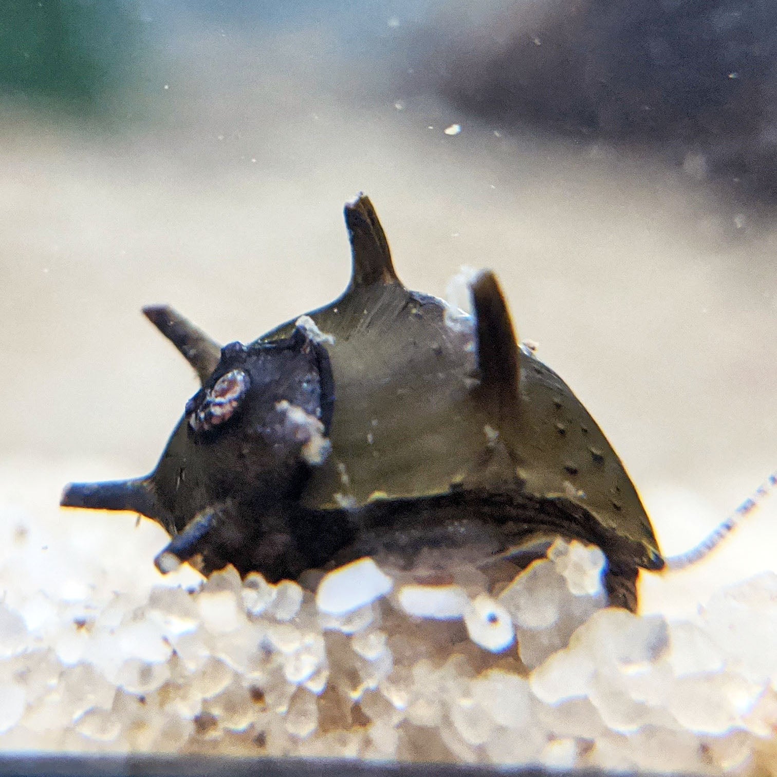 Horned Nerite Snail
