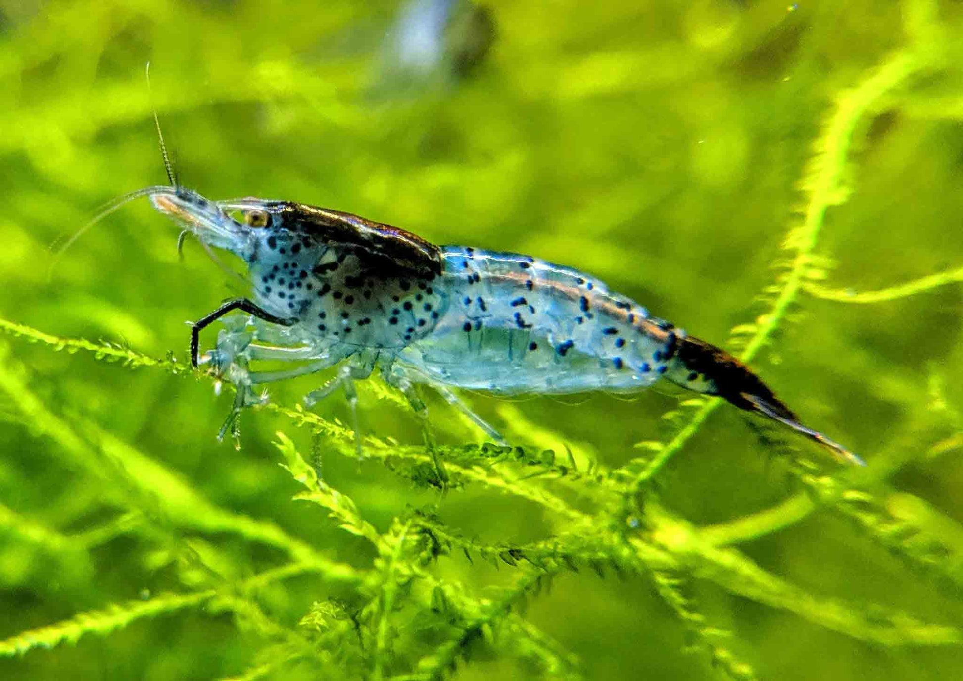 Live Cherry Shrimp -  UK