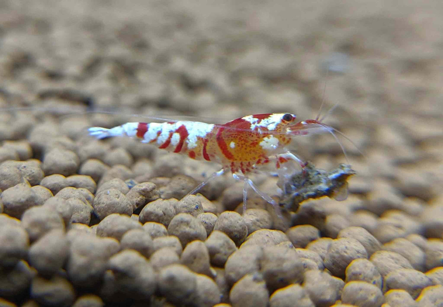 Red Fancy Tiger Shrimp - shrimpy-business