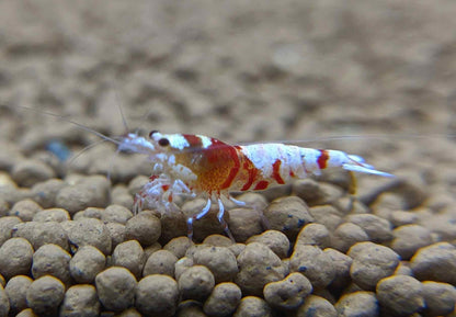 Red Fancy Tiger Shrimp - shrimpy-business